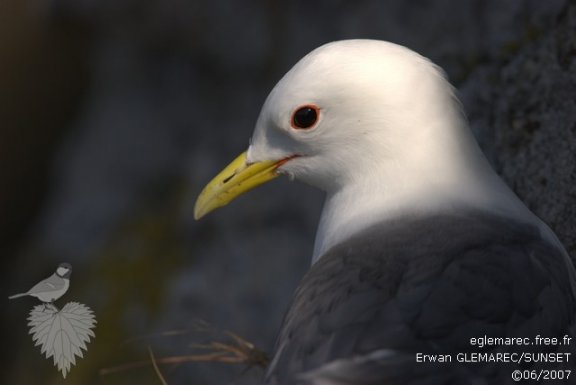 Photo G15-P8 / Les oiseaux de Mer des côtes atlantiques